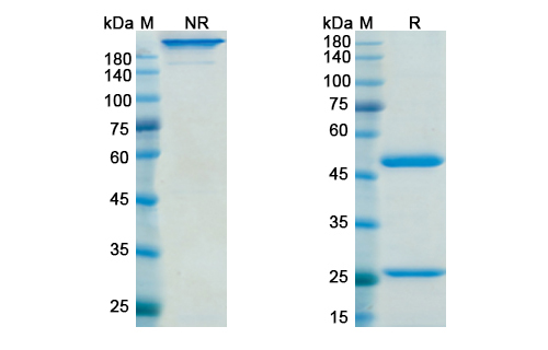 SDS-PAGE for Gimsilumab Biosimilar - Anti-CSF2;GM-CSF mAb - Research Grade