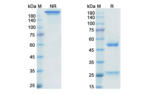 SDS-PAGE for Golimumab Biosimilar - Anti-TNFA, TNF alpha mAb