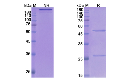 SDS-PAGE for Gosuranemab Biosimilar - Anti-MAPT mAb