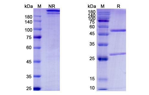 SDS-PAGE for Grisnilimab Biosimilar - Anti-CD7 mAb - Research Grade