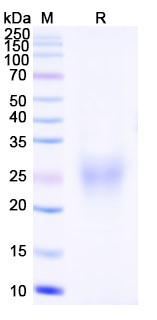 SDS-PAGE for Human CD74 recombinant protein