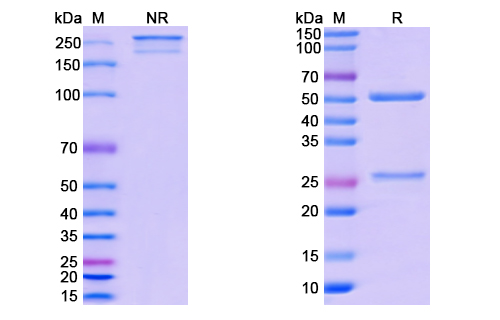 SDS-PAGE for Human IgG1 LALA Isotype Control antibody (HyHEL-10)