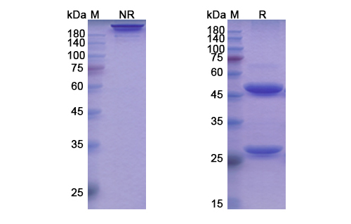 SDS-PAGE for Ianalumab Biosimilar - Anti-CD268;TNFRSF13C mAb - Research Grade