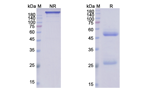 SDS-PAGE for Ibalizumab Biosimilar - Anti-CD4 D3 domain mAb - Research Grade