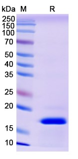 SDS-PAGE for IFNG / IFN-gamma, N-His, recombinant protein