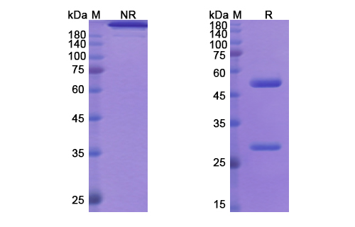 SDS-PAGE for Imsidolimab Biosimilar - Anti-IL36R mAb - Research Grade