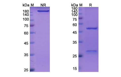 SDS-PAGE for Inclacumab Biosimilar - Anti-SELP mAb