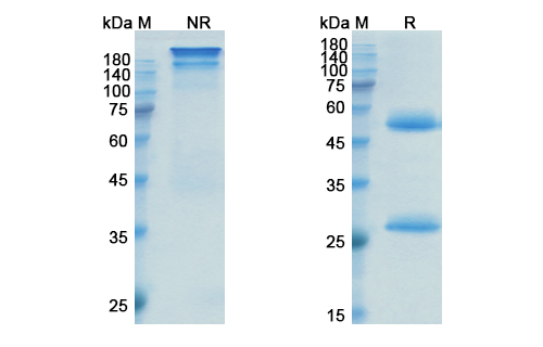 SDS-PAGE for Inotuzumab Biosimilar - Anti-CD22 mAb - Research Grade