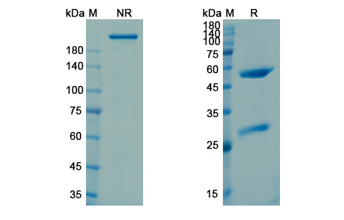 SDS-PAGE for Intetumumab Biosimilar - Anti-ITGAV_ITGB3 mAb - Research Grade