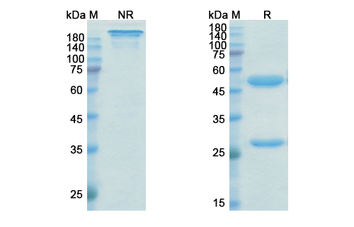 SDS-PAGE for Isatuximab Biosimilar - Anti-CD38 mAb