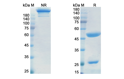SDS-PAGE for Itolizumab Biosimilar - Anti-CD6 mAb