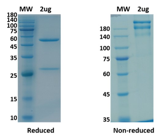 SDS-PAGE for Ixekizumab Biosimilar - Anti-IL17A mAb