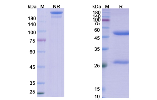 SDS-PAGE for Lanadelumab Biosimilar - Anti-KLKB1 mAb