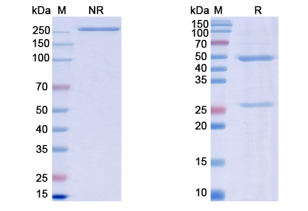 SDS-PAGE for Latikafusp Biosimilar - Anti-PDCD1 mAb - Research Grade