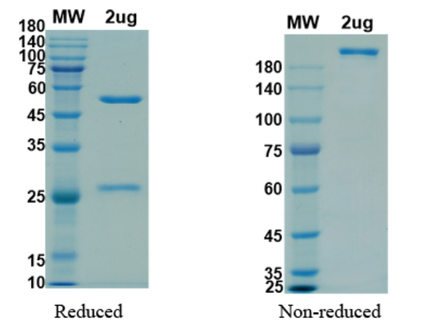 SDS-PAGE for Latozinemab Biosimilar - Anti-SORT1 mAb - Research Grade