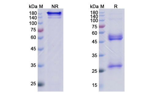 SDS-PAGE for Lenzilumab Biosimilar - Anti-CSF2 mAb