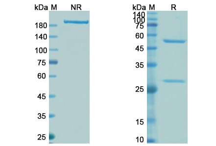 SDS-PAGE for Lexatumumab Biosimilar - Anti-CD262;TRAIL-R2;DR5 mAb - Research Grade