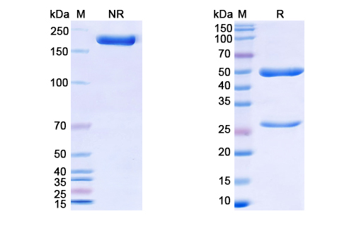 SDS-PAGE for Libivirumab Biosimilar - Anti-HBsAg mAb - Research Grade