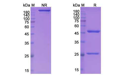 SDS-PAGE for Lifastuzumab Biosimilar - Anti-SLC34A2 mAb