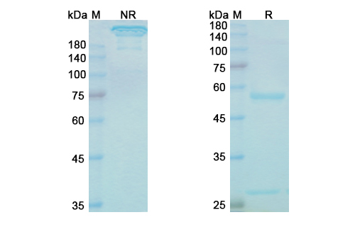 SDS-PAGE for Lintuzumab Biosimilar - Anti-CD33 mAb - Research Grade