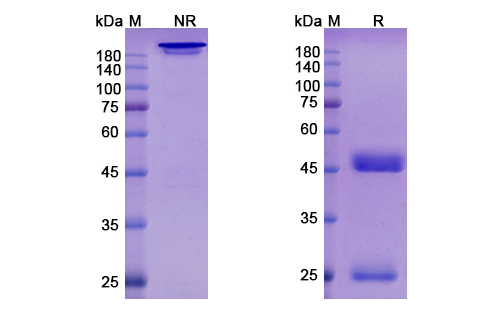 SDS-PAGE for Loncastuximab Biosimilar - Anti-CD19 mAb - Research Grade