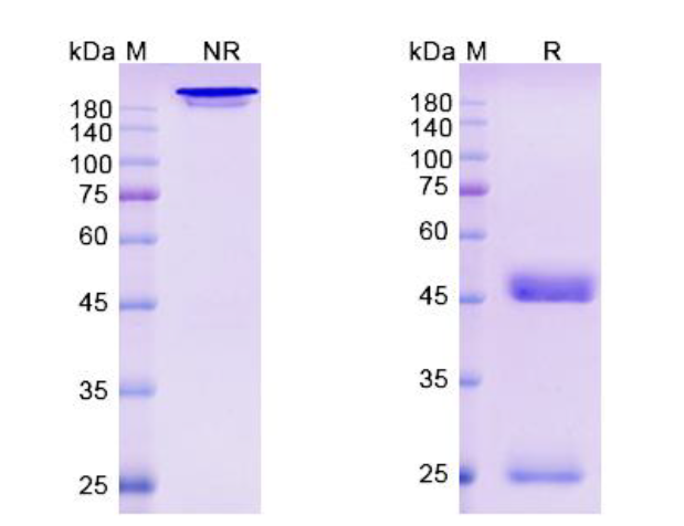 SDS-PAGE for Loncastuximab Biosimilar - Anti-CD19 mAb - Research Grade