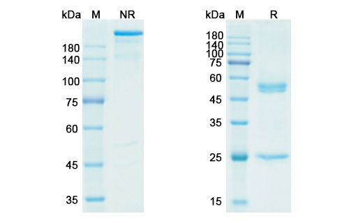 SDS-PAGE for Lorvotuzumab Biosimilar - Anti-CD56;NCAM1 mAb - Research Grade