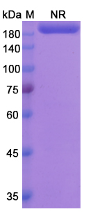 SDS-PAGE for Lutikizumab Biosimilar - Anti-IL1A , IL1B mAb