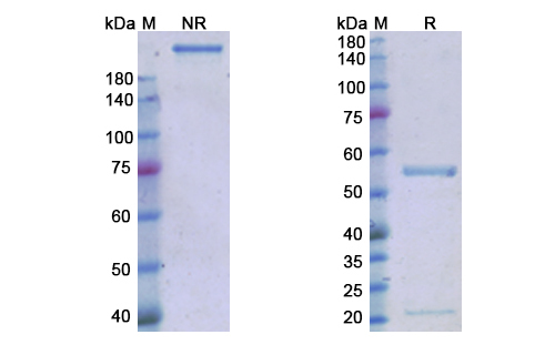 SDS-PAGE for Magrolimab  Biosimilar - Anti-CD47  mAb - Research Grade