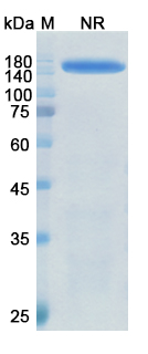SDS-PAGE for Meplazumab Biosimilar - Anti-CD147;BSG mAb - Research Grade