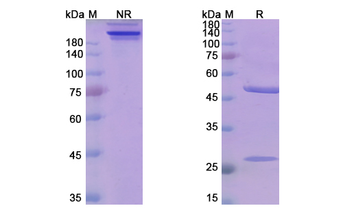 SDS-PAGE for Mezagitamab Biosimilar - Anti-CD38;ADPRC 1 mAb - Research Grade