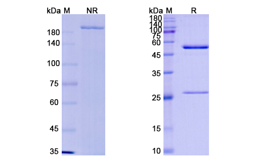 SDS-PAGE for Milatuzumab Biosimilar - Anti-CD74 mAb - Research Grade