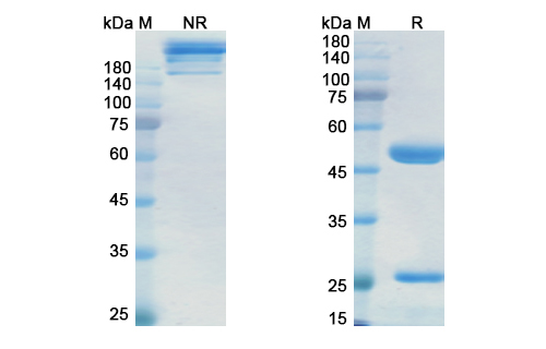 SDS-PAGE for Miromavimab Biosimilar - Anti-Glycoprotein mAb - Research Grade