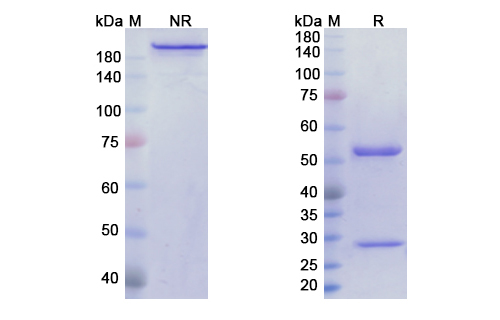SDS-PAGE for Monalizumab Biosimilar - Anti-KLRC1; NKG2A; CD159a; CD94 mAb - Research Grade