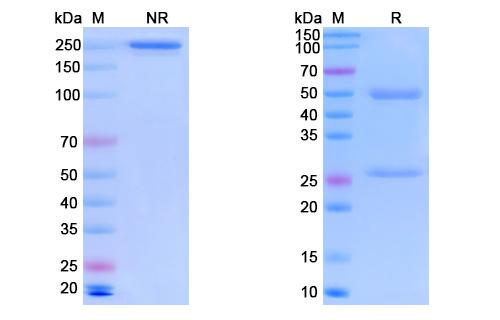 SDS-PAGE for Monkeypox virus/MPXV A29L Monoclonal Antibody SAA0286