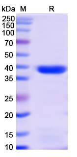 SDS-PAGE For Monkeypox virus/MPXV A29L Recombinant Protein, N-GST & C-His