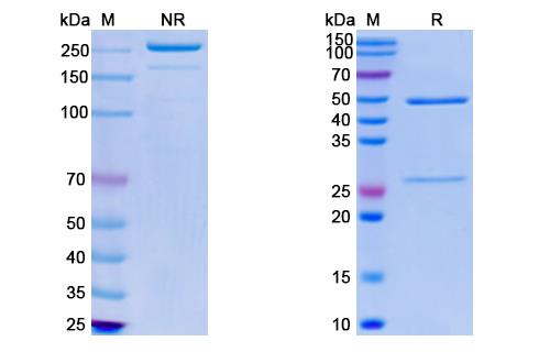 SDS PAGE of Monkeypox virus/MPXV A35R Monoclonal Antibody SAA0287