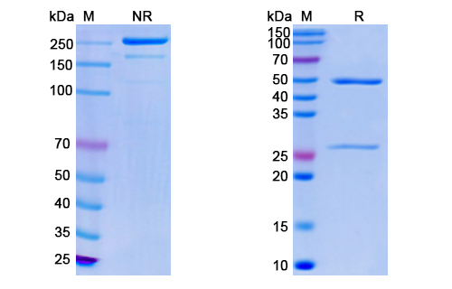 SDS-PAGE for Monkeypox virus/MPXV E8L Monoclonal Antibody SAA0285"