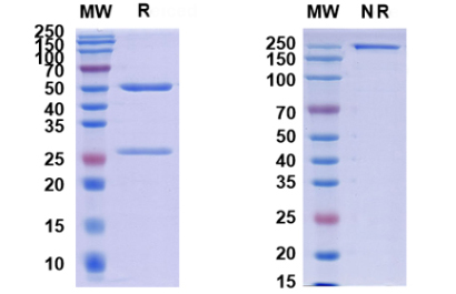 SDS PAGE for Monkeypox virus/MPXV H3L Antibody (SAA0282)