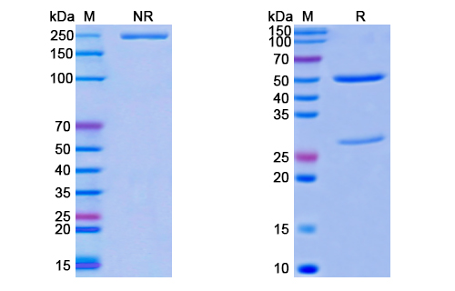 SDS-PAGE For Monkeypox virus/MPXV M1R Monoclonal Antibody SAA0284