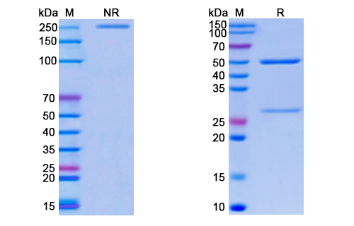 SDS-PAGE for Monkeypox virus/MPXV M1R SAA0283 Monoclonal Antibody"