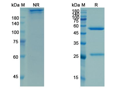 SDS-PAGE for Mosunetuzumab Biosimilar - Anti-CD3E; MS4A1; CD20 mAb - Research Grade