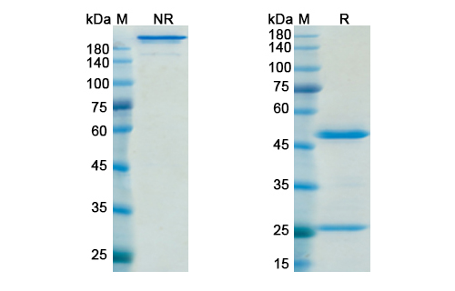 SDS-PAGE for Muromonab-Cd3 Biosimilar - Anti-CD3E mAb