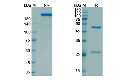 SDS-PAGE for Nadecnemab Biosimilar - Anti-GFRA3 mAb - Research Grade