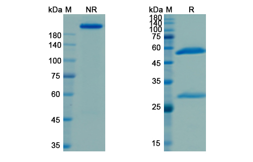 SDS-PAGE for Naxitamab  Biosimilar - Anti-Ganglioside GD2 mAb - Research Grade