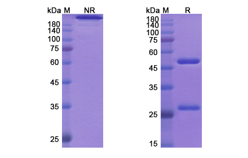 SDS-PAGE for Necitumumab Biosimilar - Anti-EGFR, ERBB1 mAb