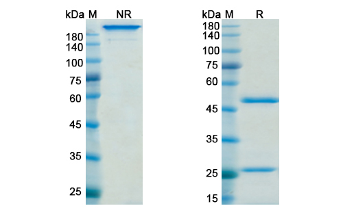 SDS-PAGE for Nemolizumab Biosimilar - Anti-IL31RA mAb