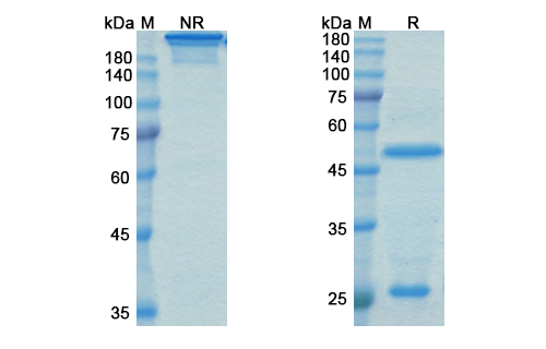 SDS-PAGE for Nipocalimab Biosimilar - Anti-FCGRT mAb - Research Grade