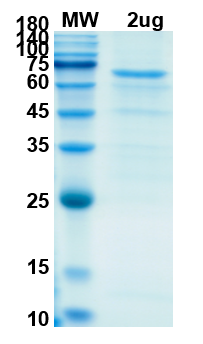 SDS-PAGE for NSP13 Recombinant proteins