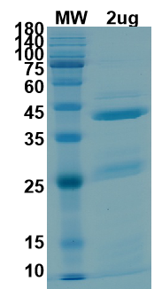 SDS-PAGE for NSP15 Recombinant proteins